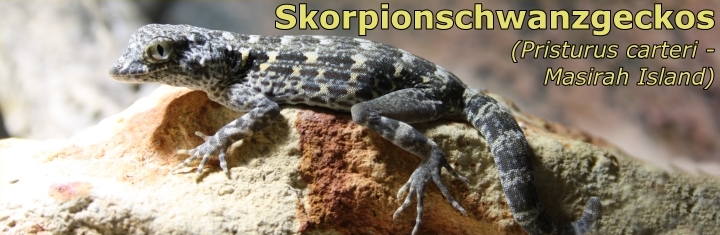 Skorpionschwanzgeckos