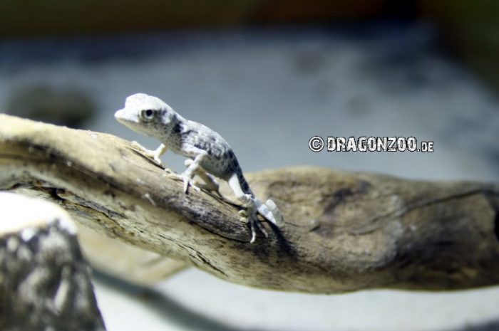 Junge Skorpionschwanzgeckos abzugeben