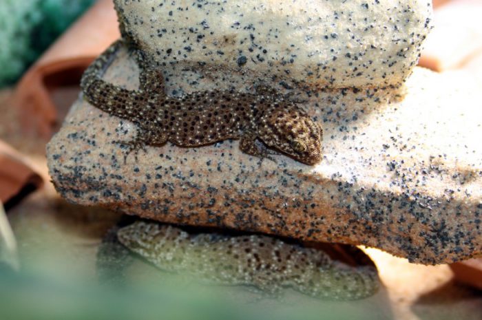 Kaktusgeckos / Bynoe’s Geckos abzugeben